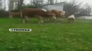 این بروسلی درونش یهو فعال شد😂😂