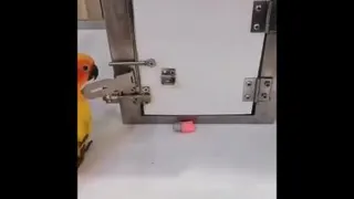 طوطی باهوش