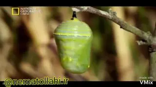 تبدیل کرم به پروانه