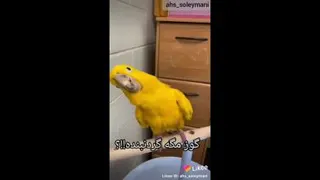 طوطی سخنگو