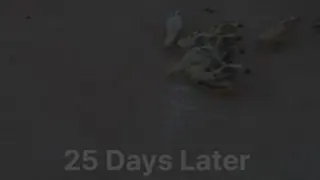 زندگی جوجه مرغ و مادرش