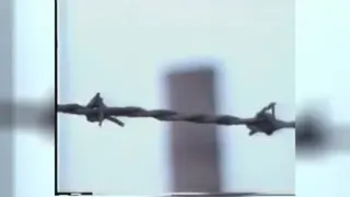 بینش داستان ستاره دریایی