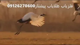 طبیعتی بکر