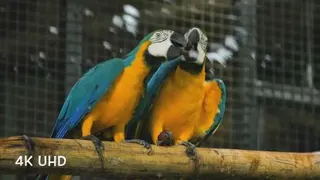 پرندگان آزاد در طبیعت Birds of nature
