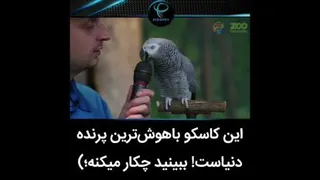 این پرنده نابغه‌ست 😍
