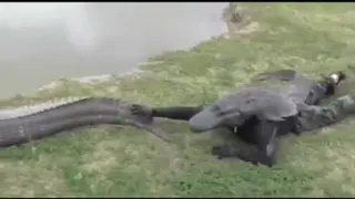 تمساح‌ا ریدن به خودشون🤣😂