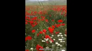 عباسمنش