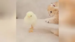 تا حالا بازی گربه با جوجه رو دیده بودید😱🤔