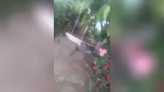 باران بهاری زیبا - پویا امیری