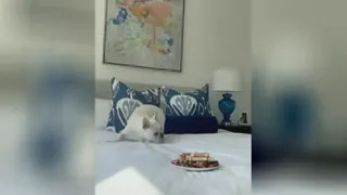 سگ با عزت نفس