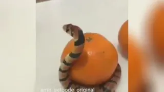 آخر خنده