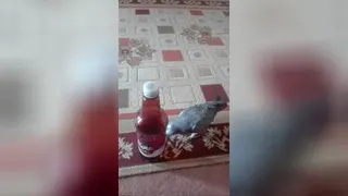 دلش دلسترمیخواد