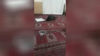 ماجراهای اما گربه خانگی 1