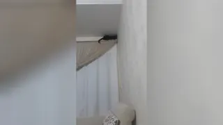 داستانهای اما گربه خانگی