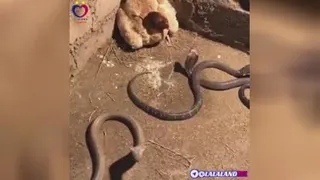 حفاظت مرغ از جوجه هایش
