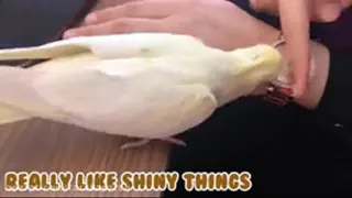 عروس عسل