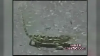# فان