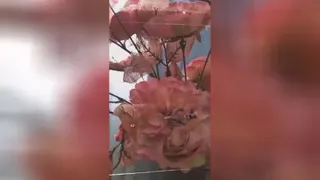 موزیک وکلیپ