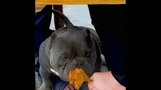 اومد رکب بزنه رکب خورد