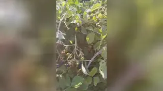 تمشک🍇🍇