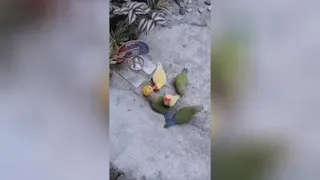 بسکتبال طوطی