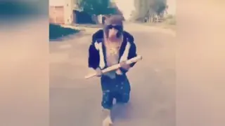 شرارت...