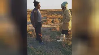 زنبورها