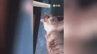 کلیپ خنده دار وعاشقانه