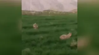 بازی 🐺