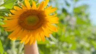 بهار سبز