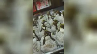 وی پی ان7.1