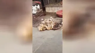 دیوانه 🤣🤣