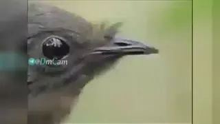 پرنده ی در استرالیا که هرنوع صدا را تقلید می کند