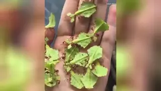 پرنده 🐦