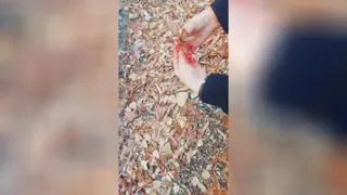 پاییز زیبا امسال چه دلگیر است