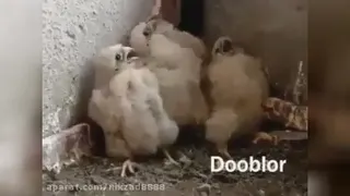 ببین و بخند 😂