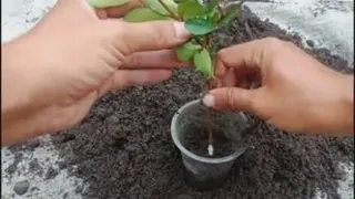 نهال گیلاس