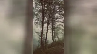 جنگل شمال....