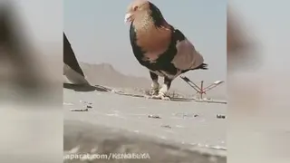 # کبوتر # عراقی #
