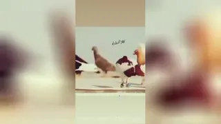 کبوتر عراقی نبینی زرر کردی😮