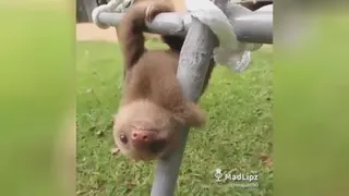 خرس تنبل