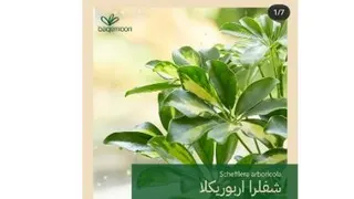 شفلرا اربوریکلا