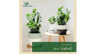 زامیفولیا سبز