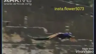 پرواز طاووس