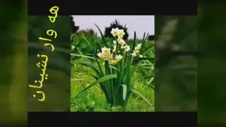 کلیپ عاشقانه