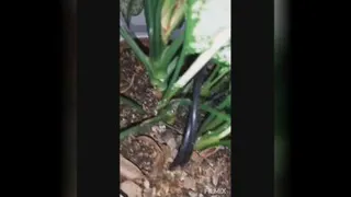 استفاده از آبخوان و نقشش در نابودی حشرات گیاهان خانگی