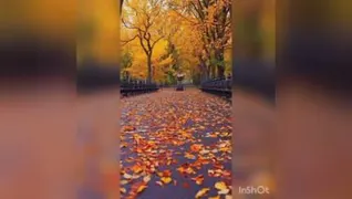 شکوفه