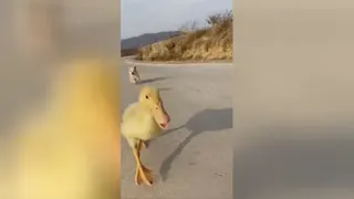 بامزه