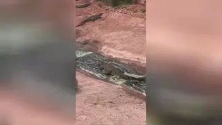 سرسره بازی تمساح