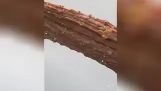 اسلایم